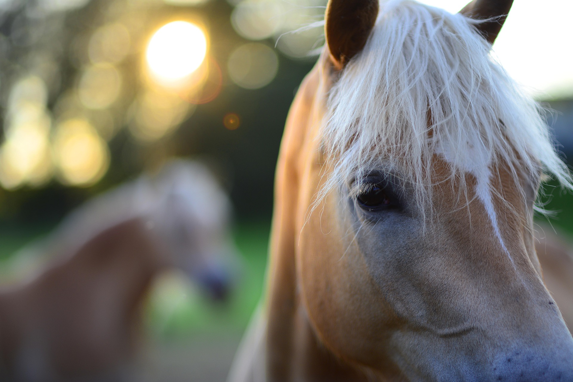 haflinger-5377829_1920
